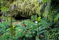 Fern Grotto, Kauai Royalty Free Stock Photo