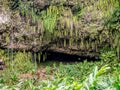 Fern Grotto , Kauai Royalty Free Stock Photo