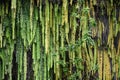 Fern Grotto at Wailua River State Park on Kauai Island in Hawaii Royalty Free Stock Photo