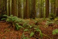 Fern below giant sequoias in Redwoods Forest in California