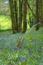 Fern growing in bluebells field