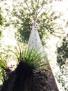 Kauri, Agathis australis