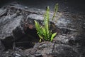 Fern growing in a crack of lava inside iki crater