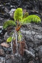 Fern growing a the floor of a lava field Royalty Free Stock Photo