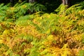 Fern Growing In The Forest. Yellow Hard Fern Fronds. Fern Leaves In The Woods, Close Up. Colorful Autumn In Mountain. Woodland In