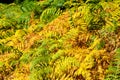 Fern Growing In The Forest. Yellow Hard Fern Fronds. Fern Leaves In The Woods, Close Up. Colorful Autumn In Mountain. Woodland In