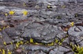 Fern growing on lava field Royalty Free Stock Photo