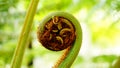 Fern growing leaf spiral pattern Royalty Free Stock Photo