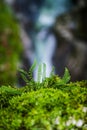 Fern Growing on Moss with Blurry Flowing River in Background Royalty Free Stock Photo