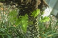 Fern growing in a palm tree