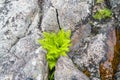 Fern growing between stones in the scottish highlands Royalty Free Stock Photo