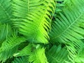 Fern growth background Royalty Free Stock Photo