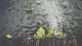 Fern growth on wood with water in a garden Royalty Free Stock Photo