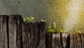 Fern growth on wood with water in a garden Royalty Free Stock Photo