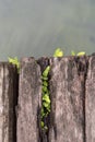 Fern growth on wood with water in a garden Royalty Free Stock Photo