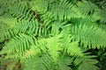 Fern growth in the woods Royalty Free Stock Photo