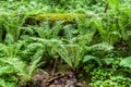 Fern growths in Caucasus forest. Nature close up and background Royalty Free Stock Photo