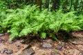 Fern growths in Caucasus forest. Nature close up and background Royalty Free Stock Photo