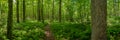 Fern Gully Forest Pano