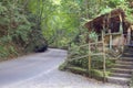 Fern gully in Jamaica