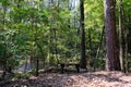 Fern Gully in North Toledo Bend State Park