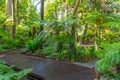 Fern gully trail at Royal botanic garden in Melbourne, Australia