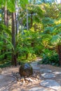 Fern gully trail at Royal botanic garden in Melbourne, Australia