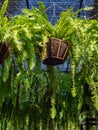 Fern in hanging pot in garden Royalty Free Stock Photo