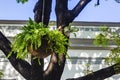Fern hanging in the shade of the branches of a tree decorating the front garden Royalty Free Stock Photo