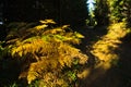 Fern illuminated by ray of autumn light in a dark forest, Cemerno mountain Royalty Free Stock Photo