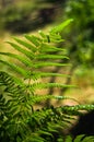 Fern illuminated by ray of light deep in a dark forest, Divcibare mountain Royalty Free Stock Photo