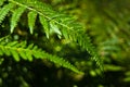 Fern illuminated by ray of light deep in a dark forest, Divcibare mountain Royalty Free Stock Photo