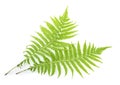 Fern isolated on white Royalty Free Stock Photo