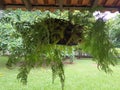 Fern known as Portuguese lace hanging on a balcony. Royalty Free Stock Photo