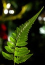 Fern leaf