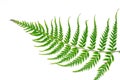 Fern leaf Royalty Free Stock Photo