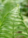 Fern leaf Royalty Free Stock Photo