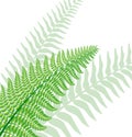 Fern leaf