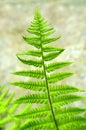 Fern leaf