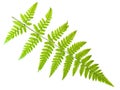 Fern leaf Royalty Free Stock Photo