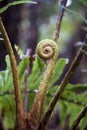 Fern Leaf Royalty Free Stock Photo