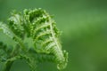 Fern Leaf Royalty Free Stock Photo