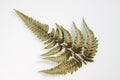 Fern leaf