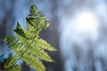 Fern leaf against the blue sky and shines through in the sun. Royalty Free Stock Photo