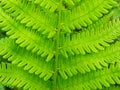 fern leaf background, close-up of fern leaf Royalty Free Stock Photo