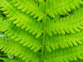fern leaf background, close-up of fern leafIn the garden? Royalty Free Stock Photo