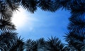 Fern leaf background with shine sun on blue sky. Green square frame on tropical leaves, fern plant Ã¢â¬â vector Royalty Free Stock Photo