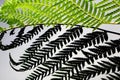 Fern leaf backlit on a white and black background Royalty Free Stock Photo