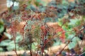 Fern leaf begonia, begnia bipinnatifida