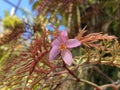 Fern Leaf Begonia / Begonia bipinnatifida / Farnblatt Begonie - Botanischer Garten der Universitat Zurich, Switzerland